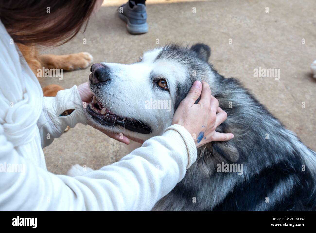The human hand caressing Alaskan Malamute dog is the most loyal and