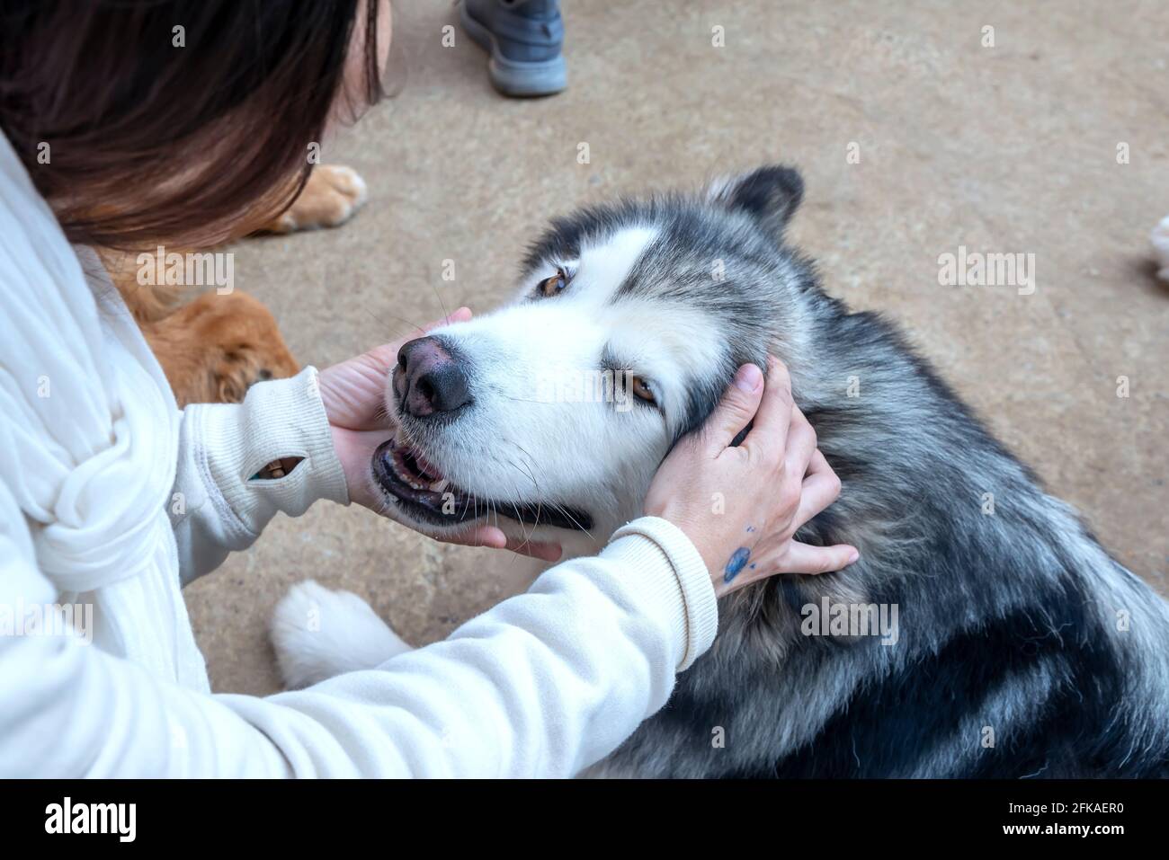The human hand caressing Alaskan Malamute dog is the most loyal and