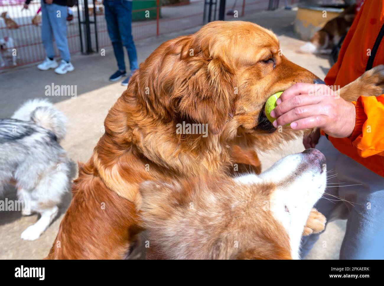 The human hand caressing Cocker spaniel dog is the most loyal and closest animal to humans Stock Photo
