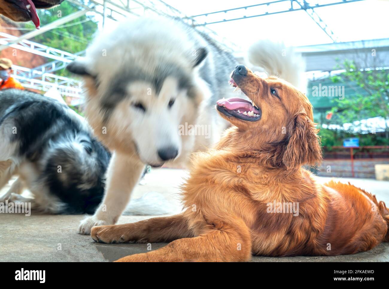 The dogs play with each other in the puppy farm. They are very friendly