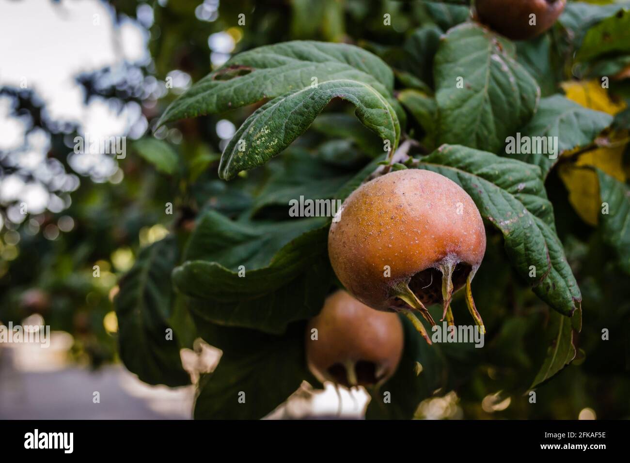 Medlar fruit on a branch. Fruit of Mespilus germanica. Stock Photo