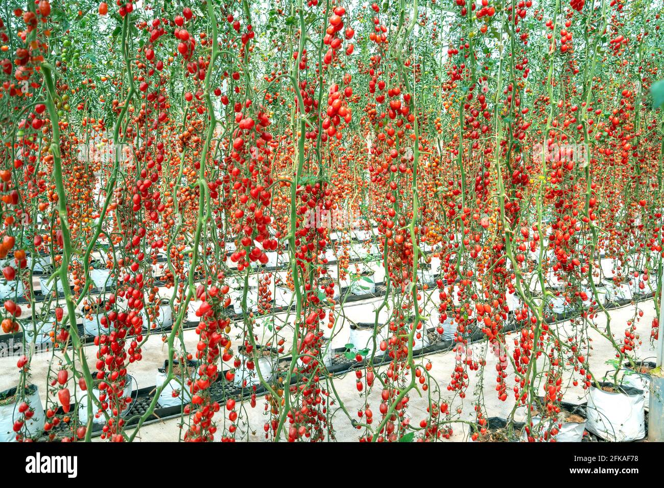 Cherry Tomatoes ripen in a greenhouse garden. This is a nutritious food, vitamins are good for human health Stock Photo