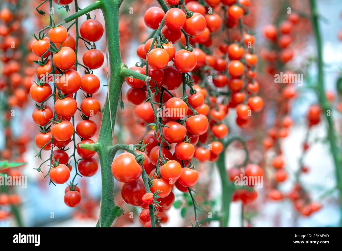 Cherry Tomatoes ripen in a greenhouse garden. This is a nutritious food, vitamins are good for human health Stock Photo