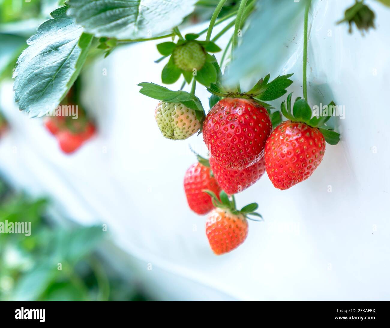Red ripe strawberries on the rack in the garden. This fruit is rich in ...