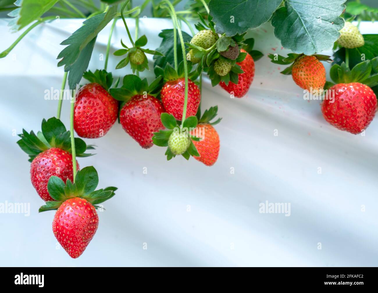Red ripe strawberries on the rack in the garden. This fruit is rich in ...