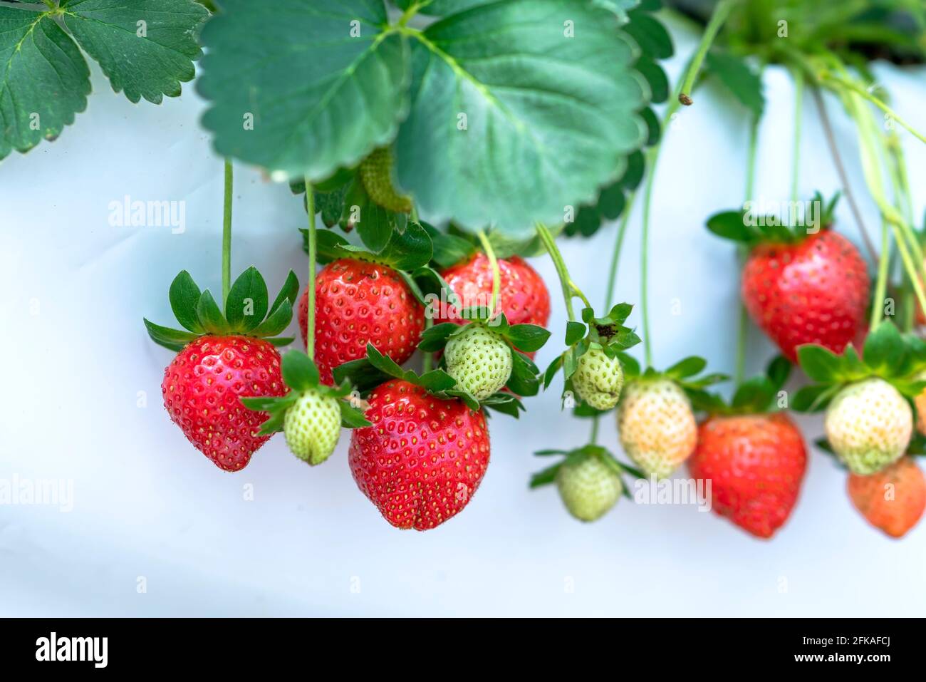 Red ripe strawberries on the rack in the garden. This fruit is rich in ...