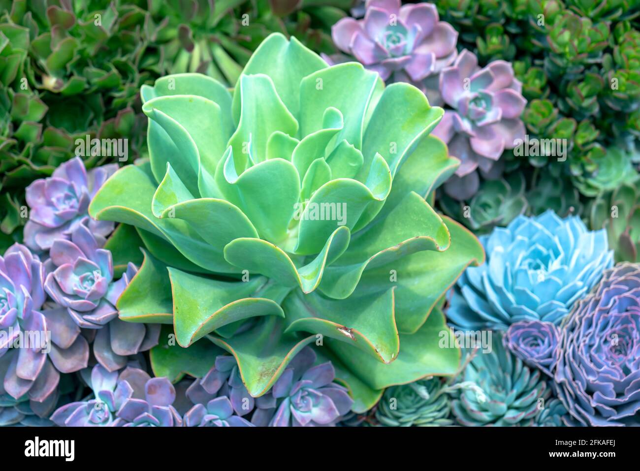 Succulent flowerbeds plant in the garden. This is a species of cactus family that is resistant to extreme weather and is decorated in the home Stock Photo