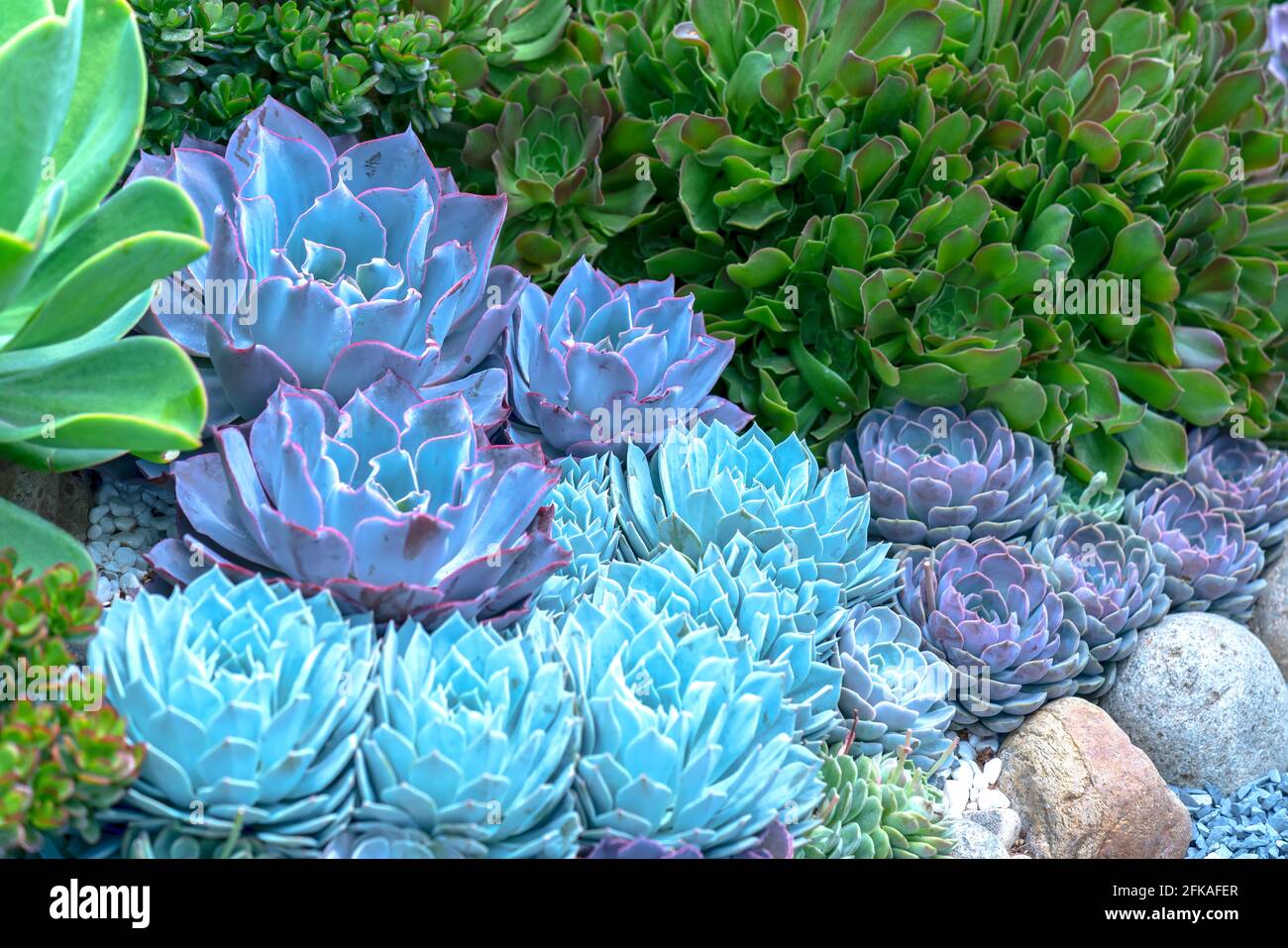 Succulent flowerbeds plant in the garden. This is a species of cactus family that is resistant to extreme weather and is decorated in the home Stock Photo