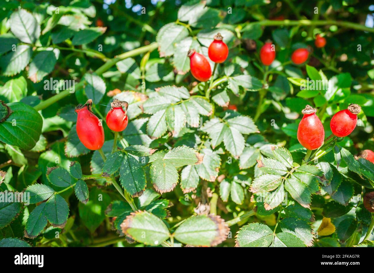 Rosa canina. Photo of shrubs of rosehip in the wild on a sunny autumn Stock Photo