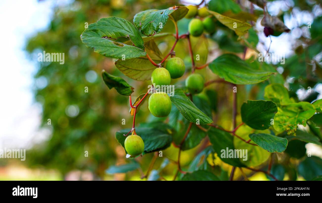 Indian Jujube High Resolution Stock Photography And Images Alamy Indian Jujube High Resolution Stock Photography And Images Alamy