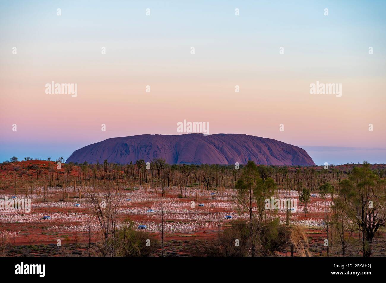 Field of Light at Uluru Stock Photo Alamy