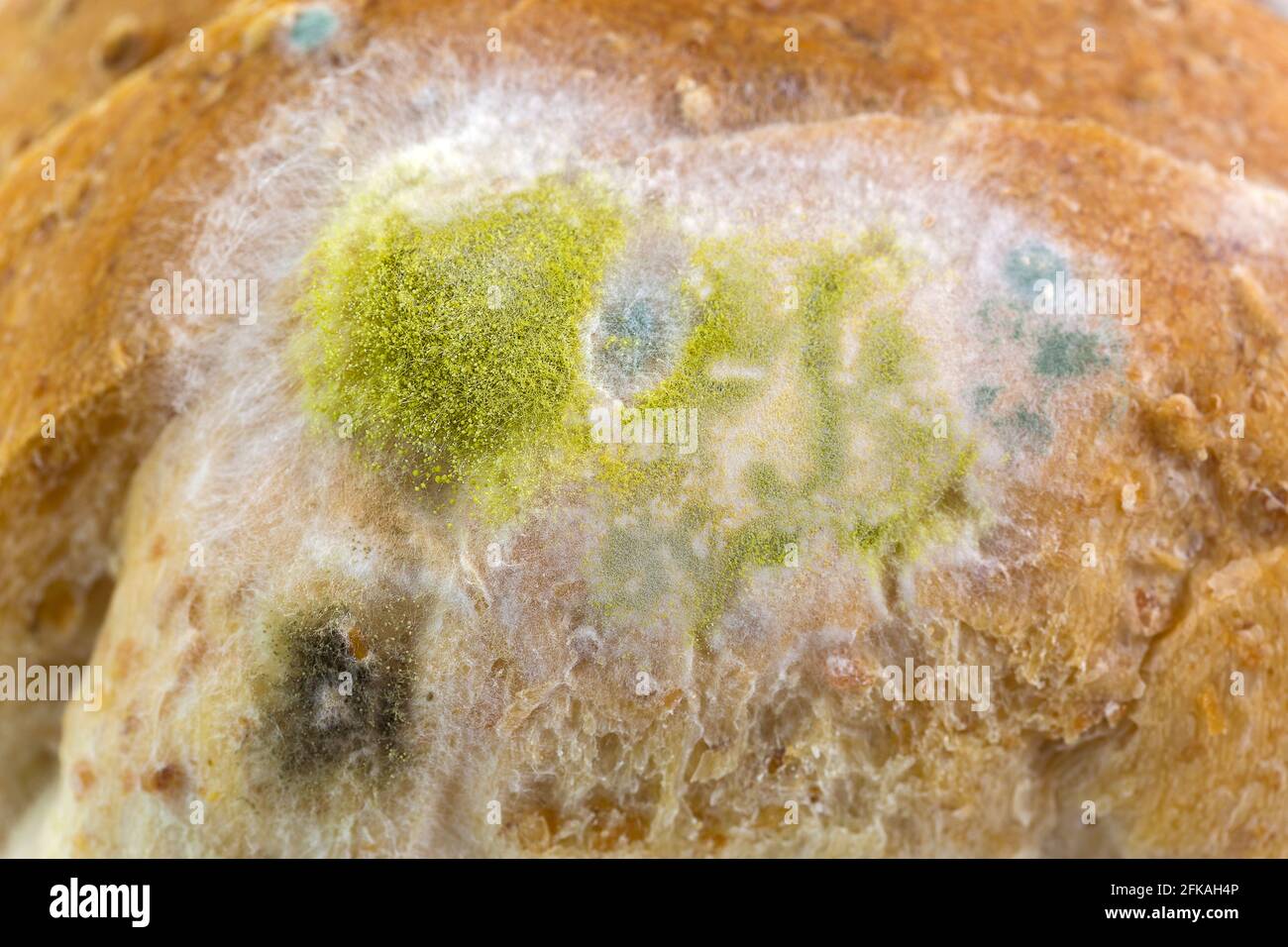 aspergillus mold on bread