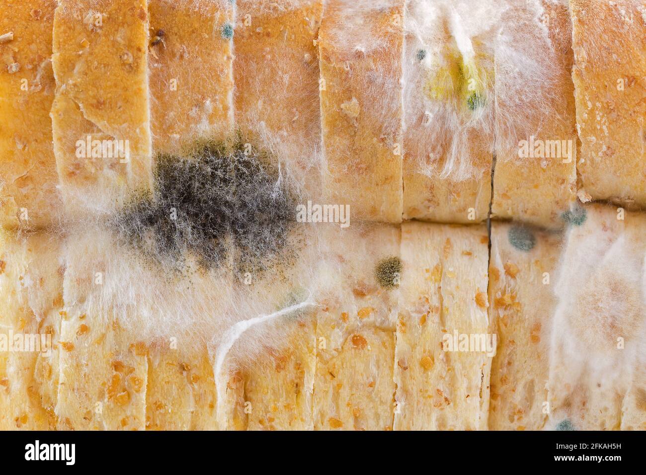 https://c8.alamy.com/comp/2FKAH5H/closeup-texture-of-black-yellow-blue-white-molds-on-molded-old-wholewheat-bread-2FKAH5H.jpg