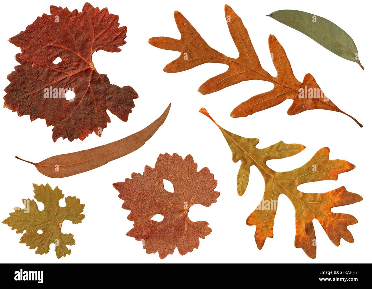 Dried yellow orange brown Autumn leaves of White Oak, Eucalyptus gum tree, Grape isolated on white background Stock Photo