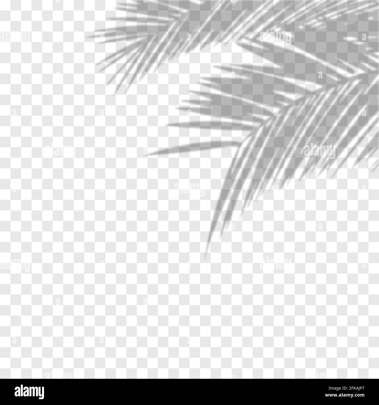 Transparent shadow overlay effect. Vector of transparent shadows of palm leaf. Vector illustration Stock Vector