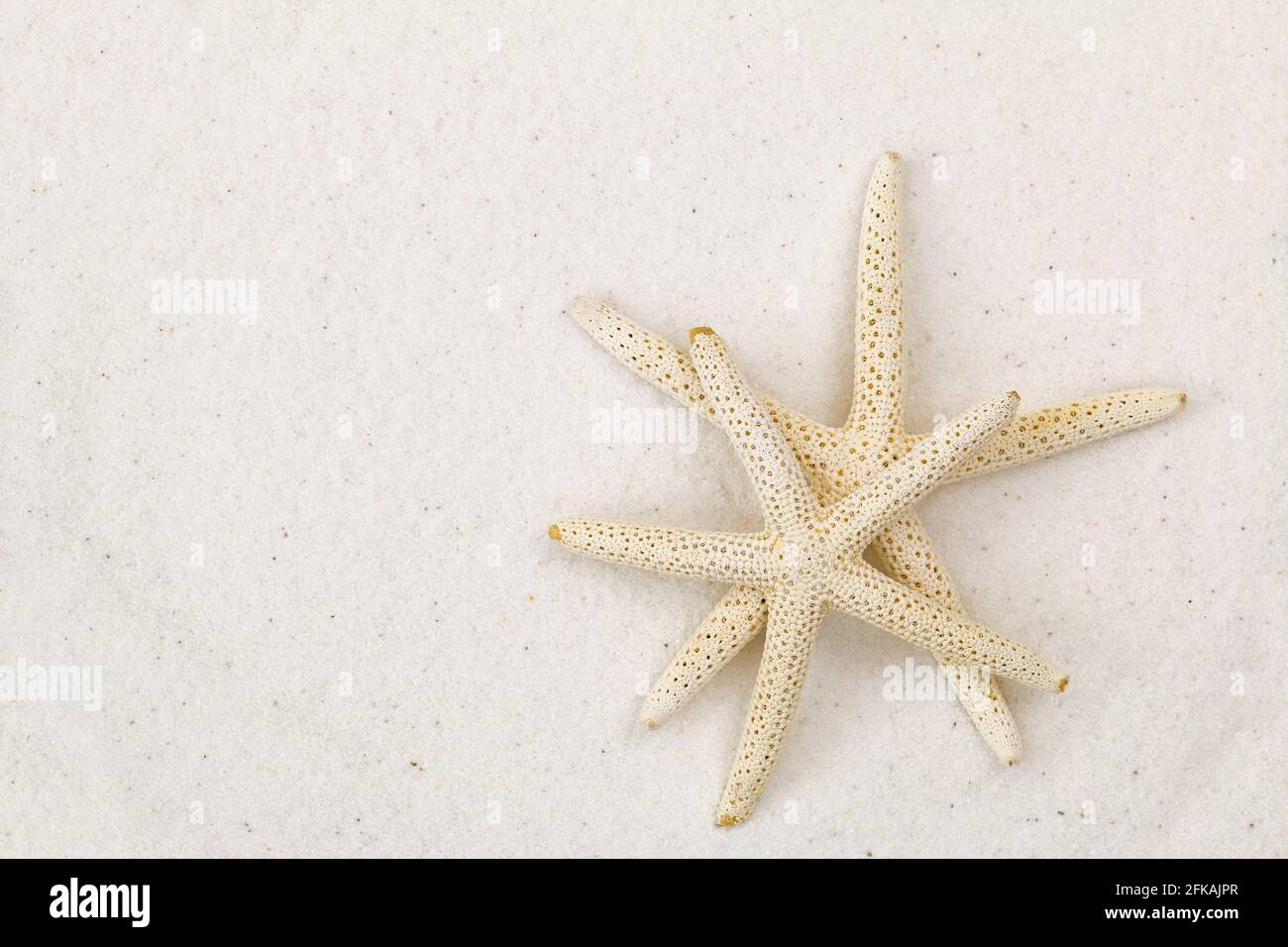 Closeup of two star fish, known as sea stars, on white fine sand beach background with copyspace Stock Photo