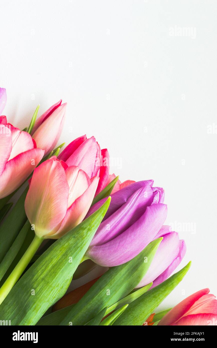 Colorful tulip bouquet on white background Stock Photo - Alamy