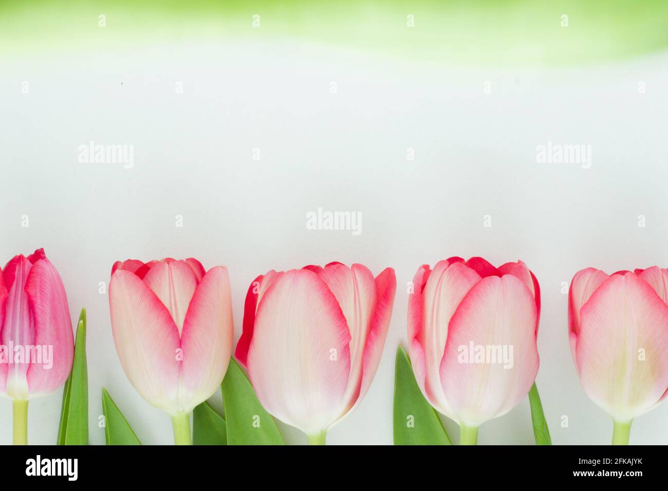 Pink tulips in a row on white background Stock Photo - Alamy