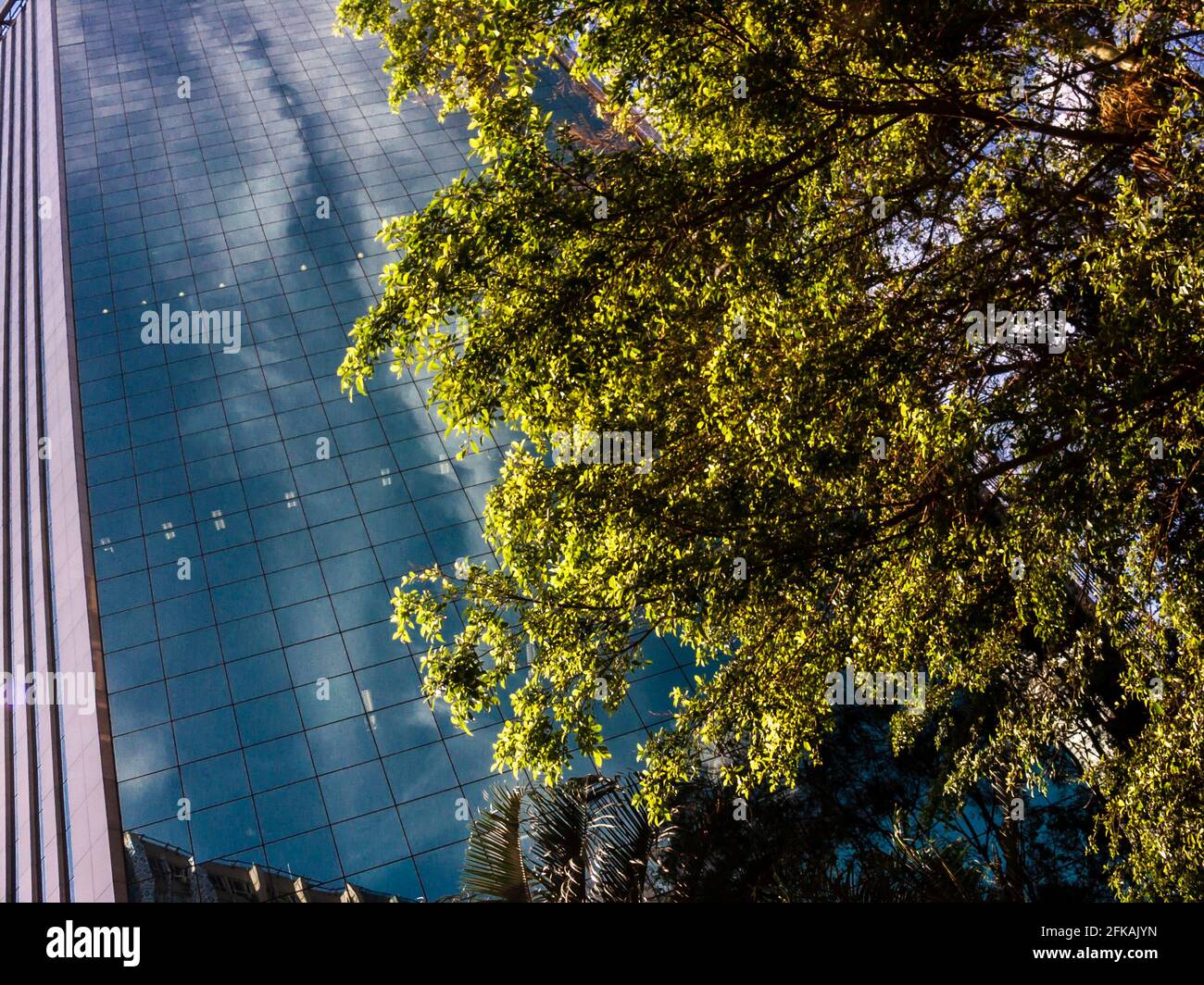 View of tree and blue office building on Paulista Avenue, financial district of Sao Paulo city Stock Photo