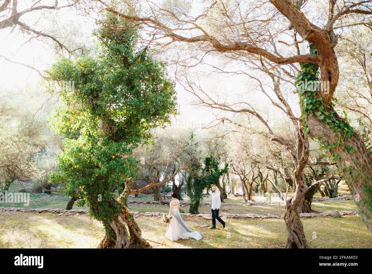 The bride and groom with a bouquet walking among the trees in an olive ...