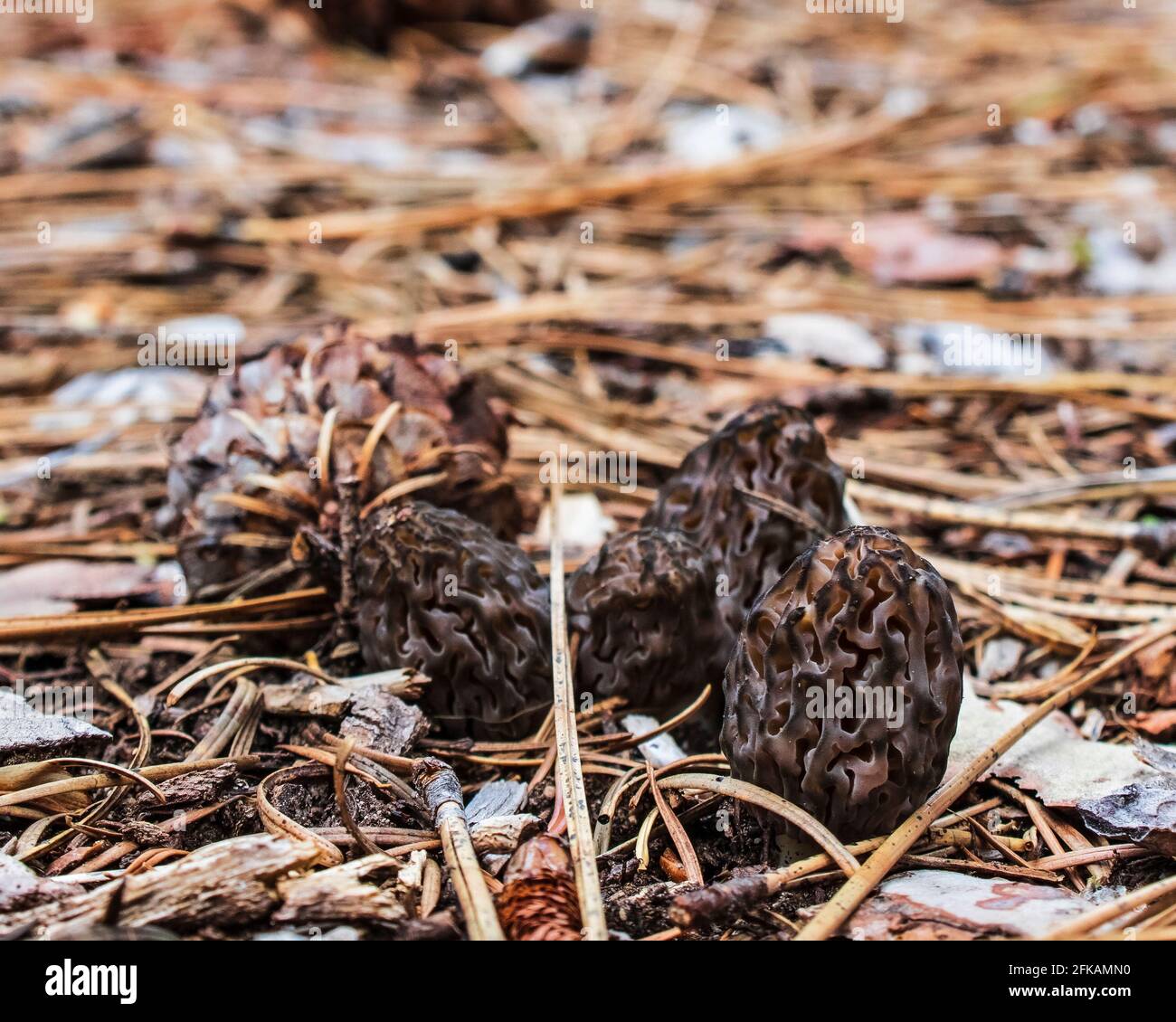 Wild morel mushrooms popping up from the forest floor Stock Photo