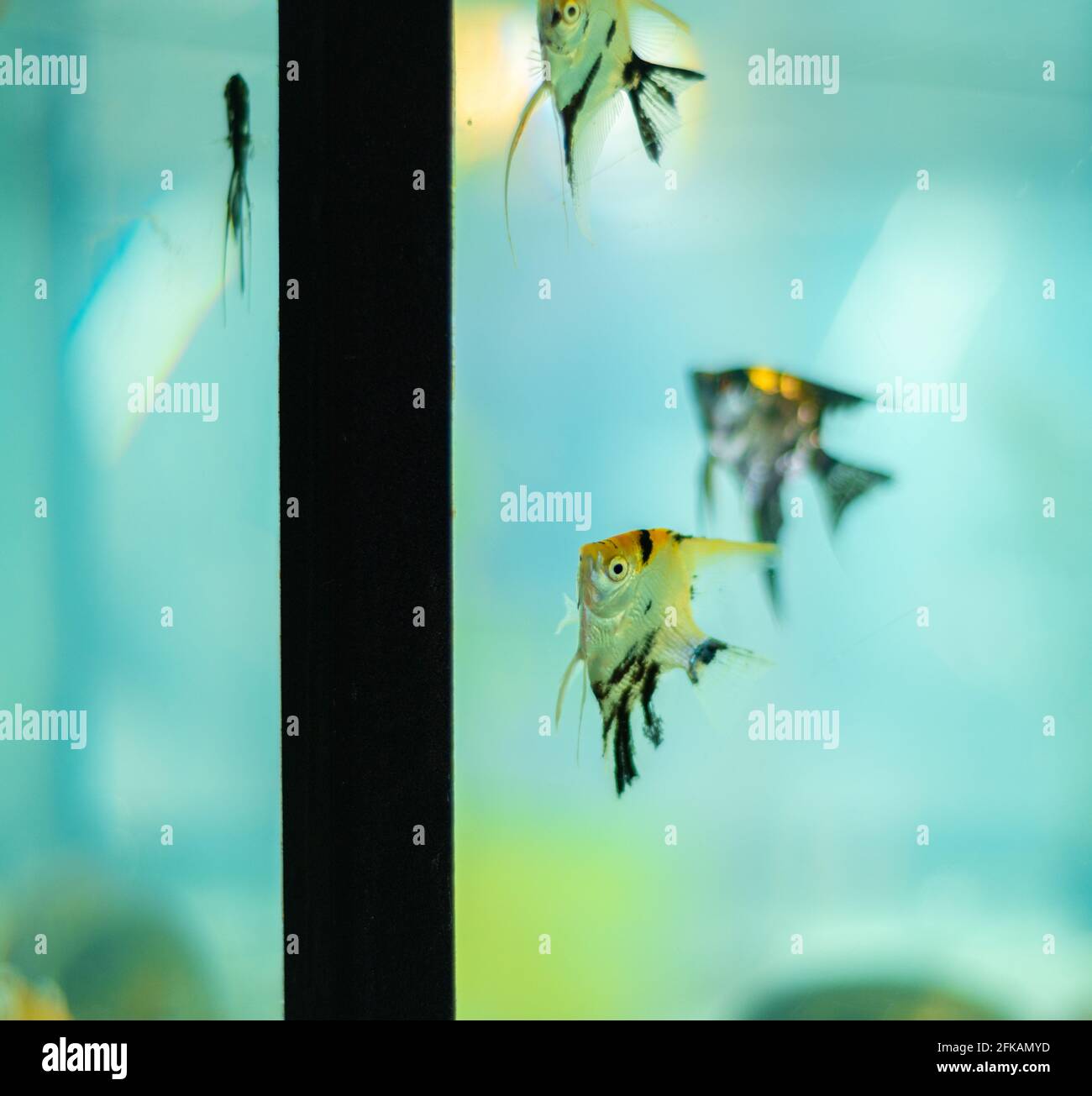 Set of panda angel fishes swimming near the edge of the glass fish tank. Stock Photo