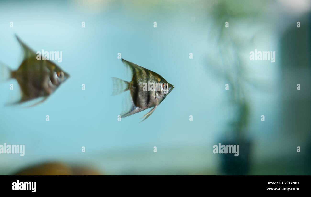 Pair of zebra-like black striped angelfish roaming in a freshwater fish tank. Beautiful small baby fishes. Stock Photo