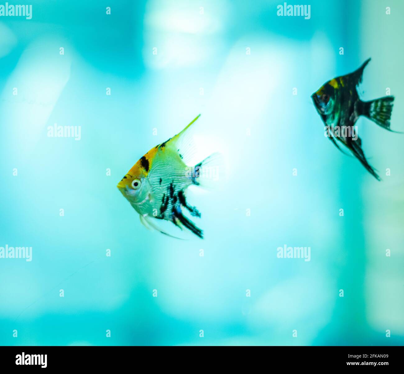Pair of small Angelfish freely swimming in a glass fish tank. Stock Photo
