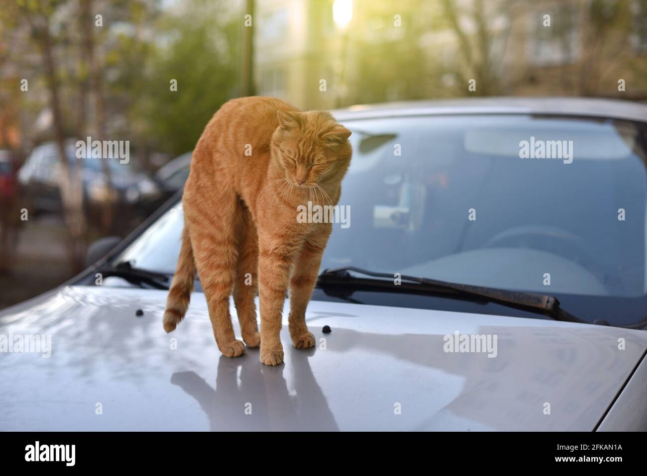 Funny ginger cat stretches after sleeping Stock Photo