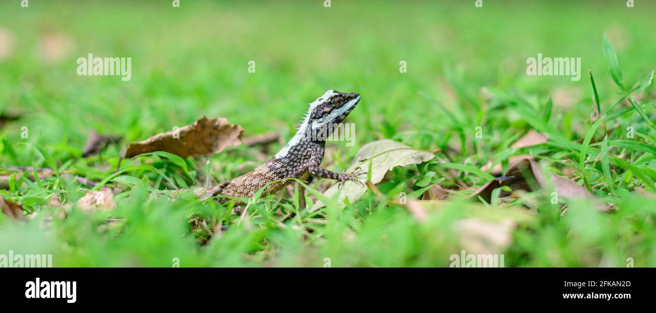 Painted Lipped Lizard or commonly known as Sri Lanka Bloodsucker is one of the calotes species endemic to the country. Lizard moving swiftly on grass. Stock Photo