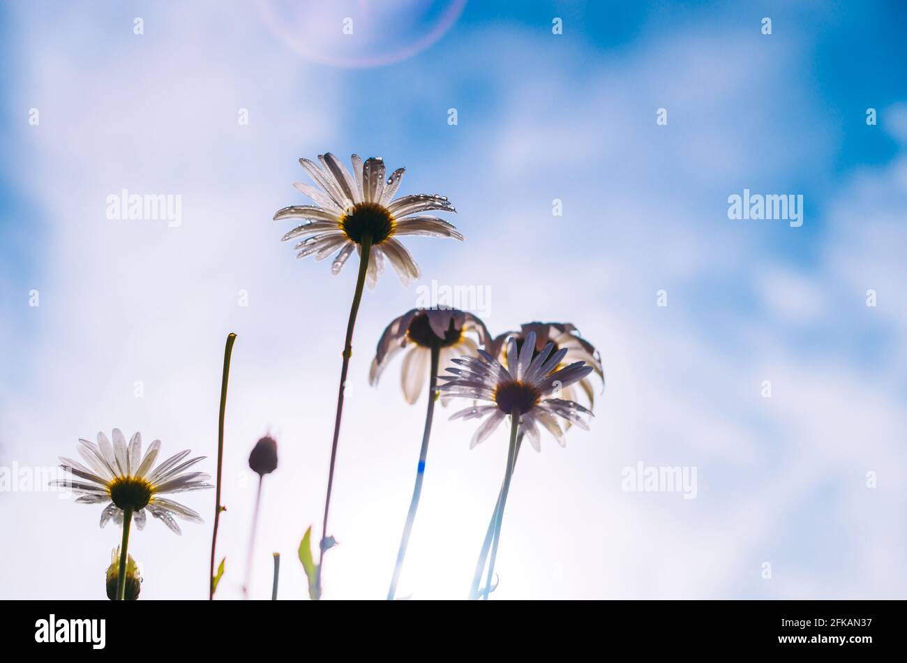 Many white daisy flowers standing tall against the blue sky, view from underneath the flowers, low angle photograph. bright sunlight penetrate the flo Stock Photo