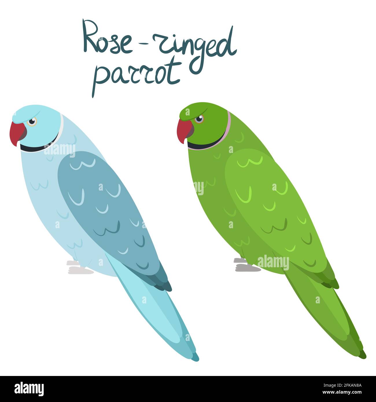 Rose-ringed parakeet or ring-necked parrot in cartoon style on white background. Vector hand drawn illustration. Psittacula krameri Stock Vector