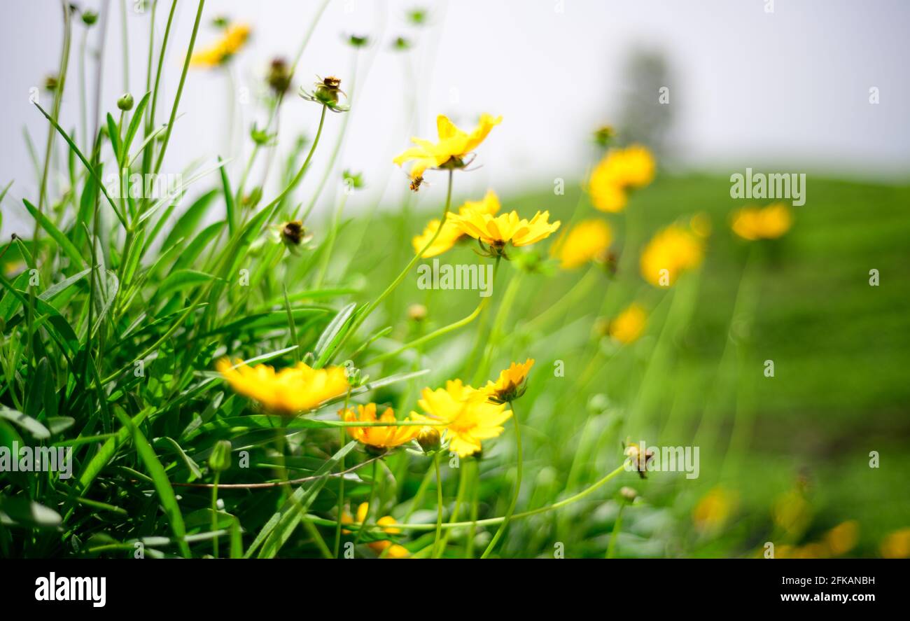 Beautiful meadow with many small yellow Dahlberg daisy flowers in the morning. Stock Photo