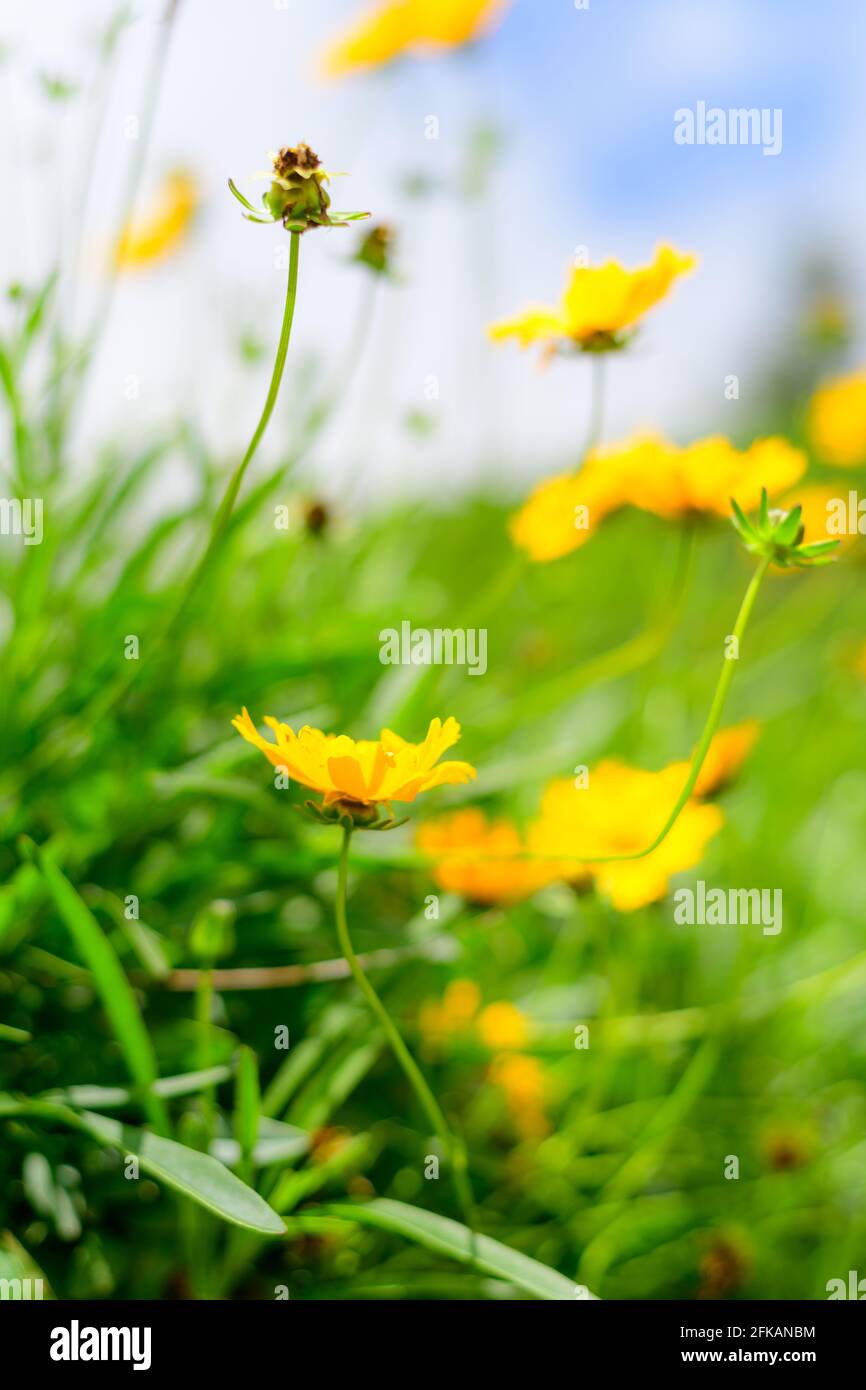 Beautiful meadow with many small yellow Dahlberg daisy flowers in the morning. Stock Photo