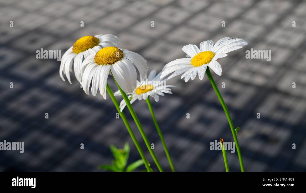 White daisy flowers with yellow center grow towards the sun, backyard garden flowers in Bandarawela, Sri Lanka. Stock Photo