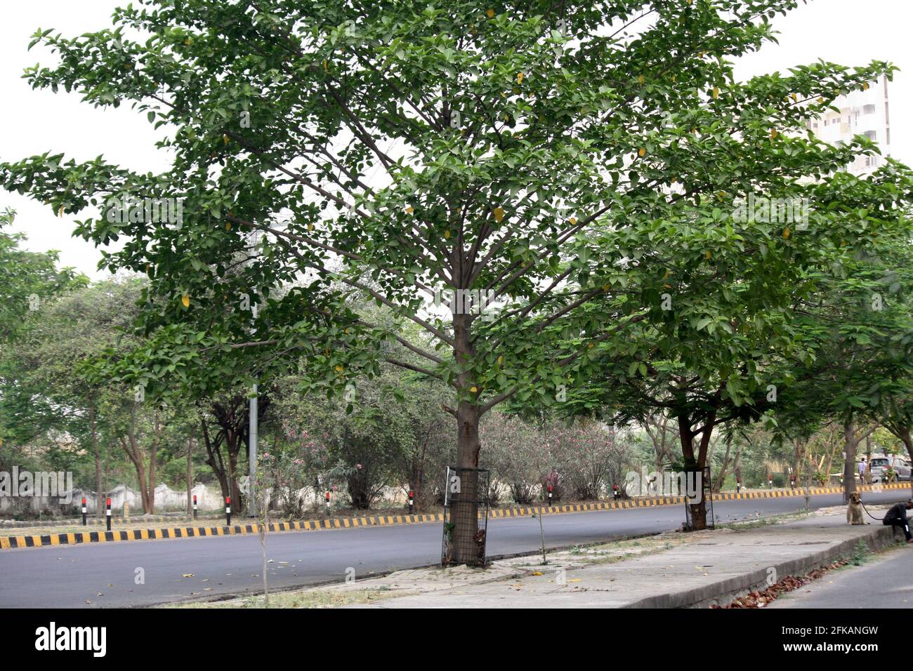 Kadamba Tree Hi res Stock Photography And Images Alamy