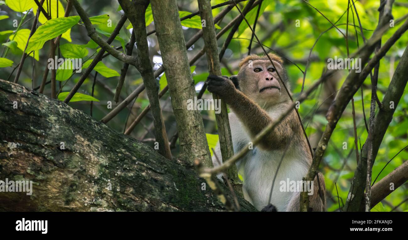 Dry zone toque macaque monkey resting in the bush. Stock Photo