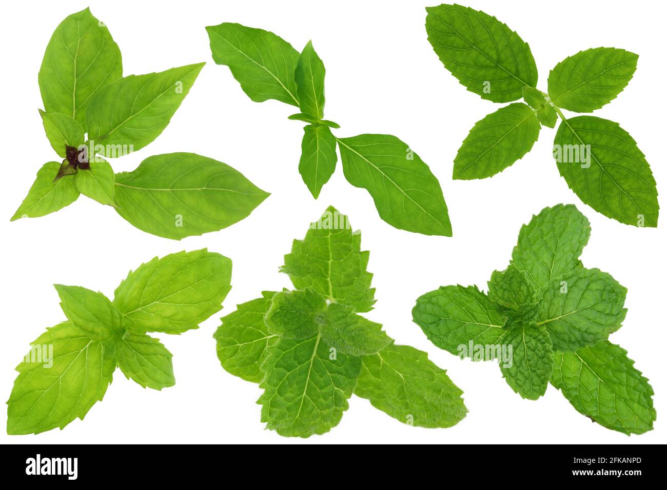 A group of basil and mint leaves isolated on white. Upper row from left