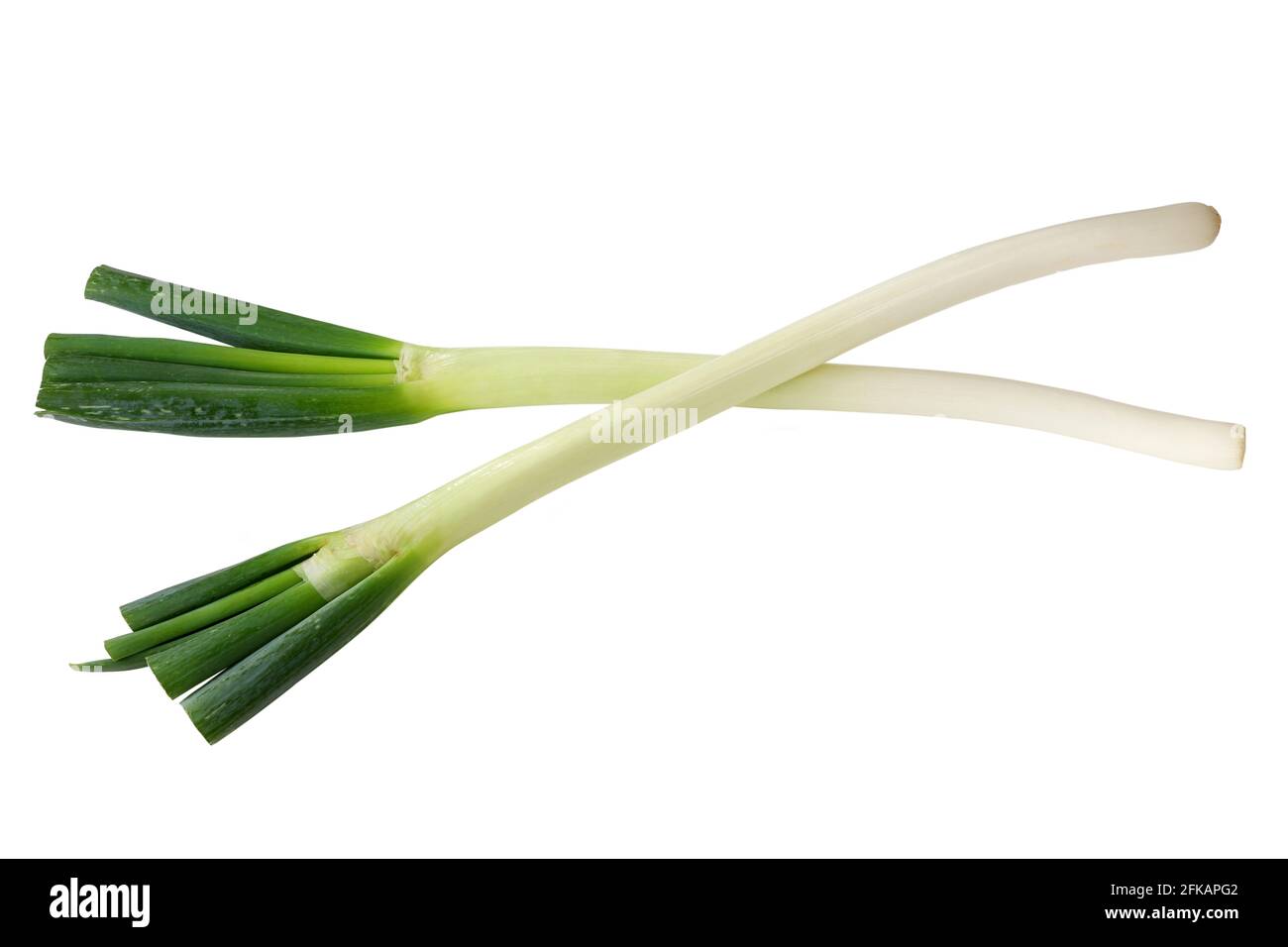 Huge stalks of fresh Japanese Leeks (Negi) on white background Stock