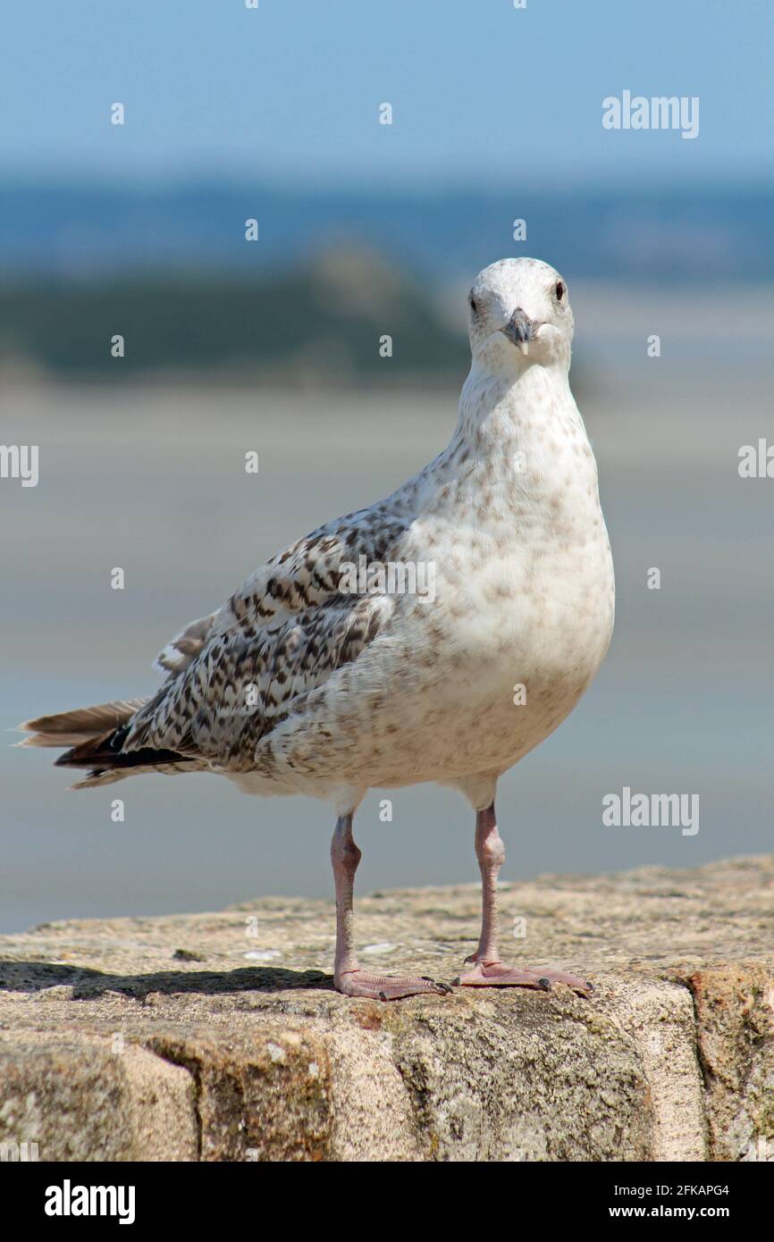 France Mouette Goeland Sur Le Mont Saint Michel Stock Photo Alamy