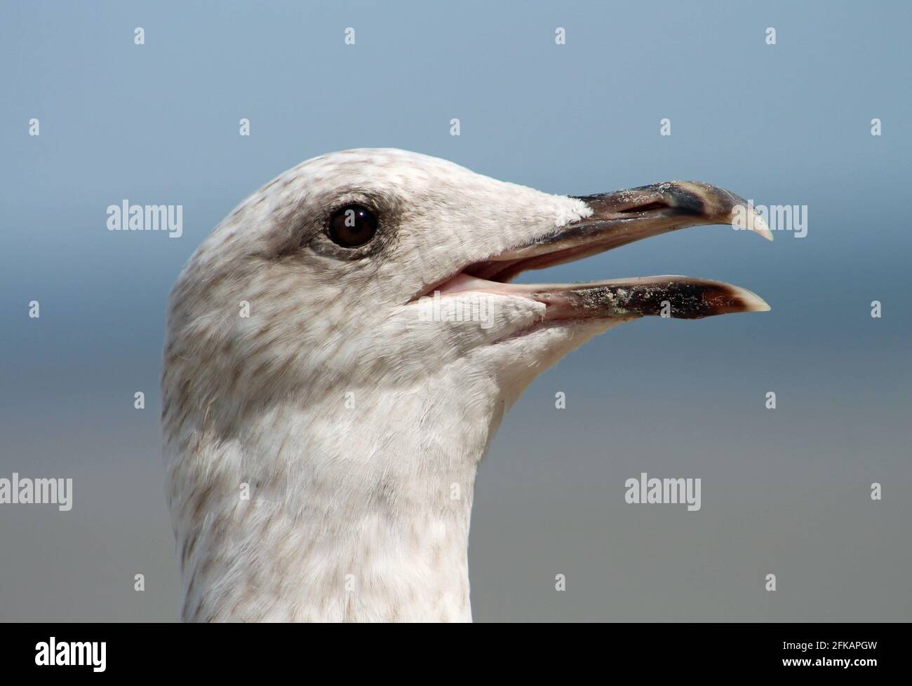 France Mouette Goeland Sur Le Mont Saint Michel Stock Photo Alamy
