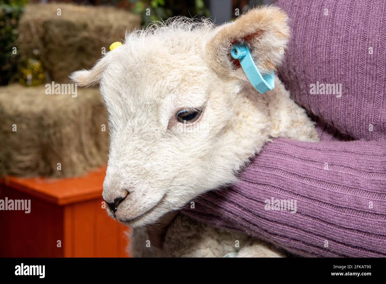 Lambs being cute hires stock photography and images Alamy