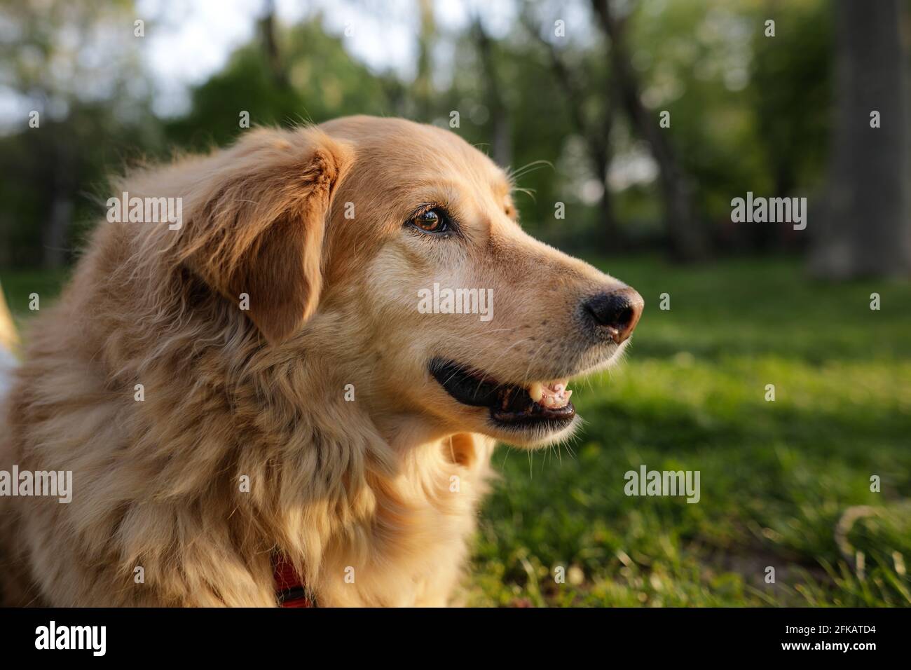 Portrait of an old golden retriever female dog. Stock Photo