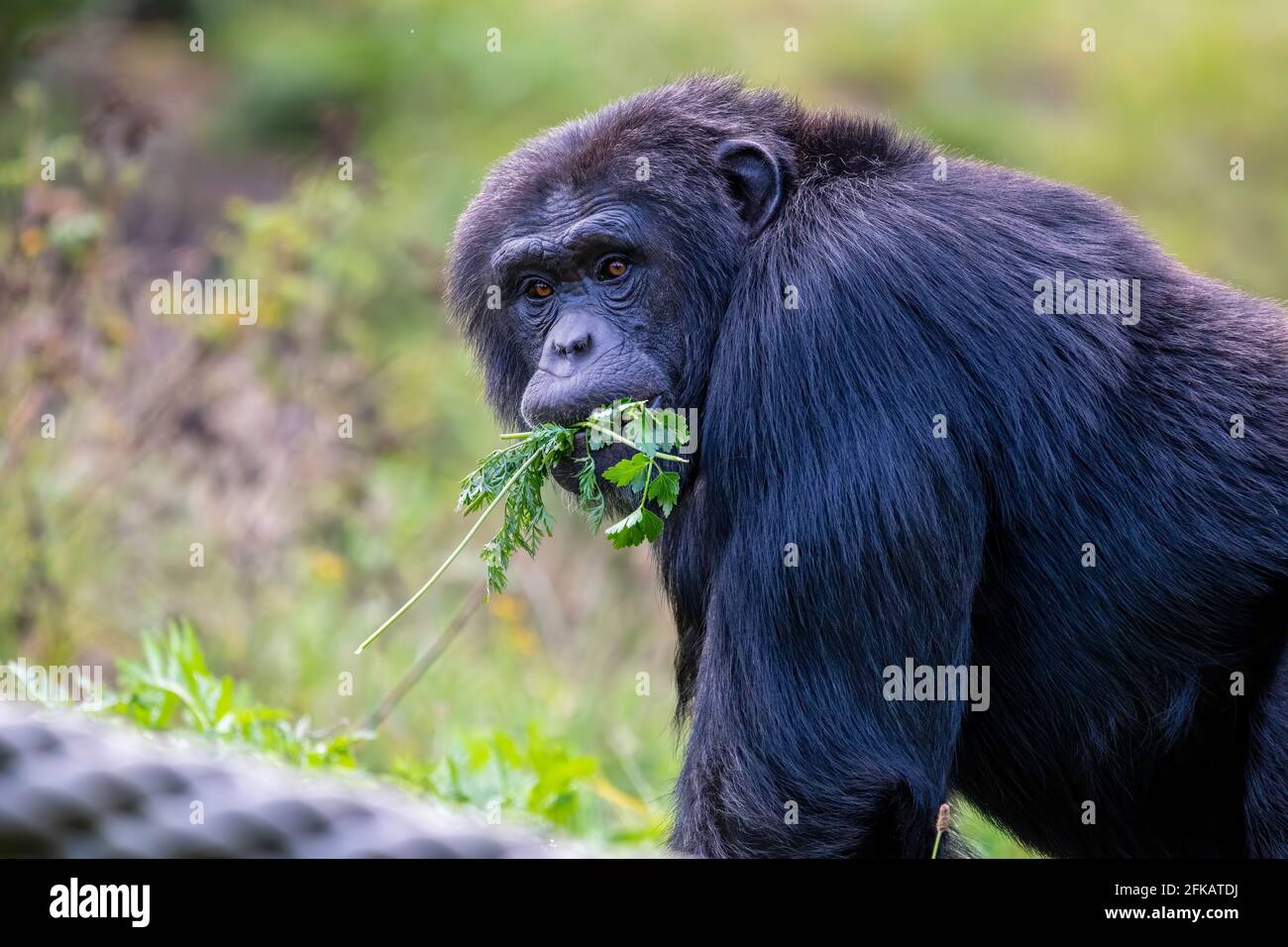 A monkey  chewing a fresh parsley and eating .Background yellow green leaves. Stock Photo