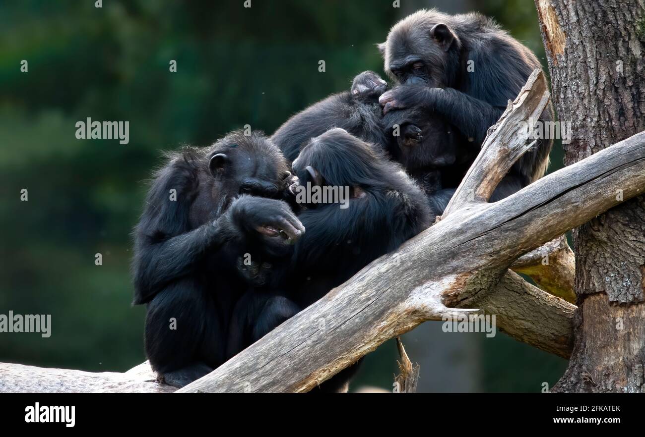 Four monkeys sitting between tree branches, cleaning and take care of each others fur.Background yellow green leaves. Stock Photo