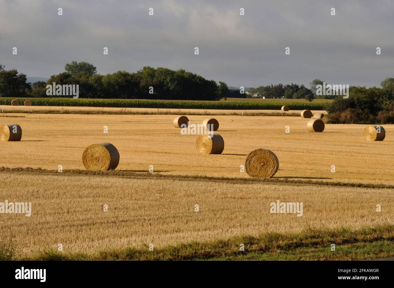 Round straw bales in harvested fields Stock Photo - Alamy