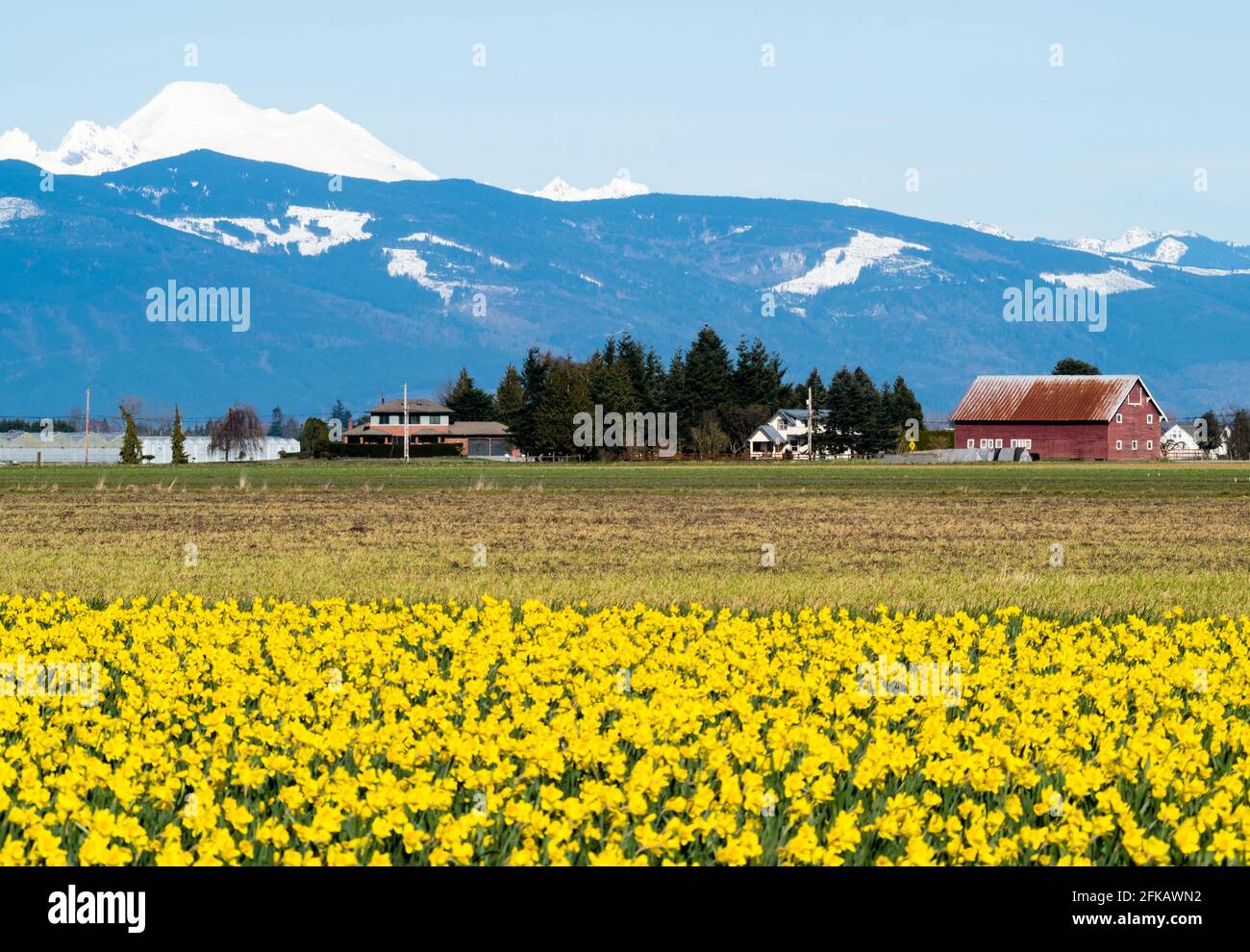Blooming daffodil fields in Skagit valley with Mount Baker at the