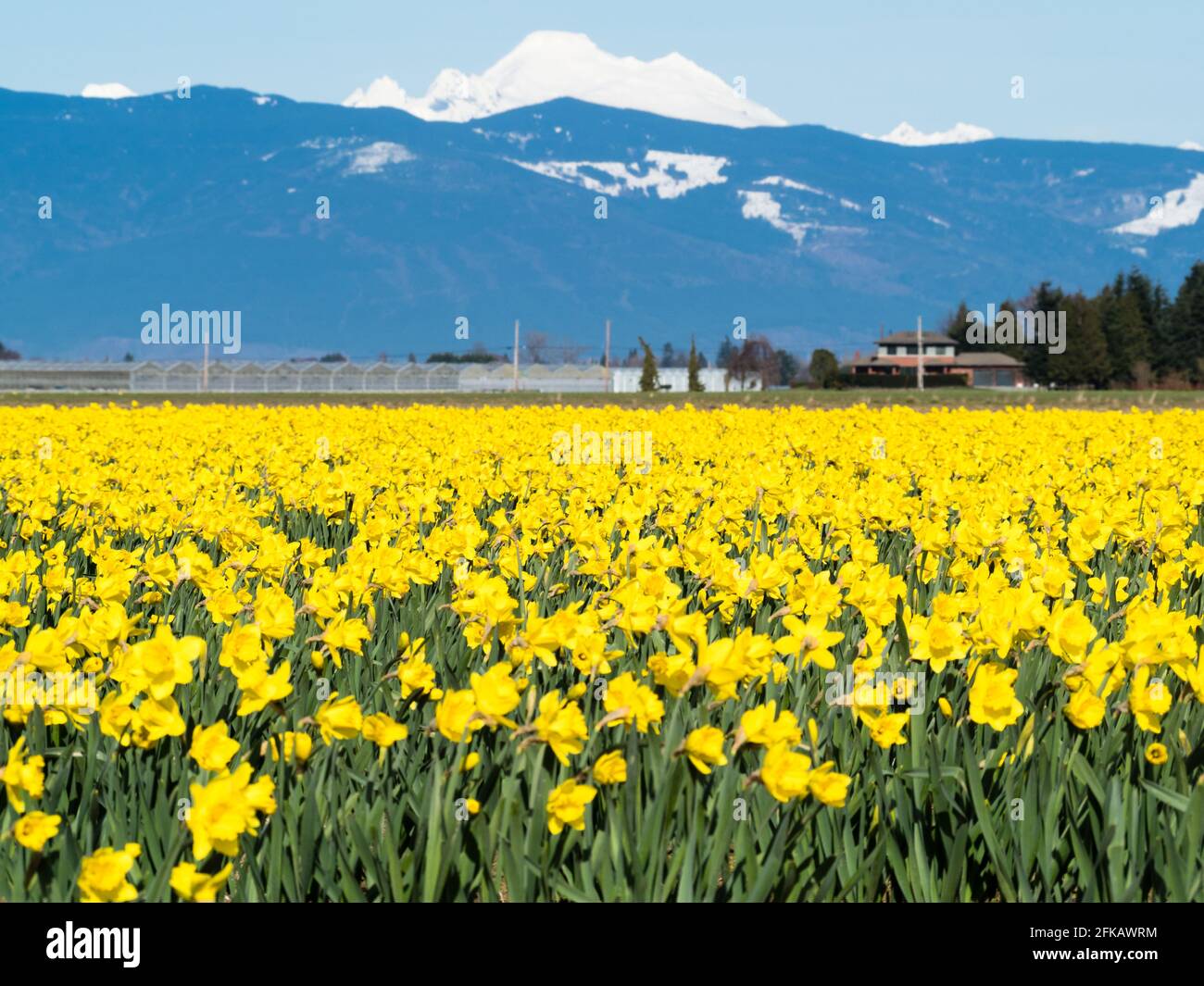 Blooming daffodil fields in Skagit valley with Mount Baker at the