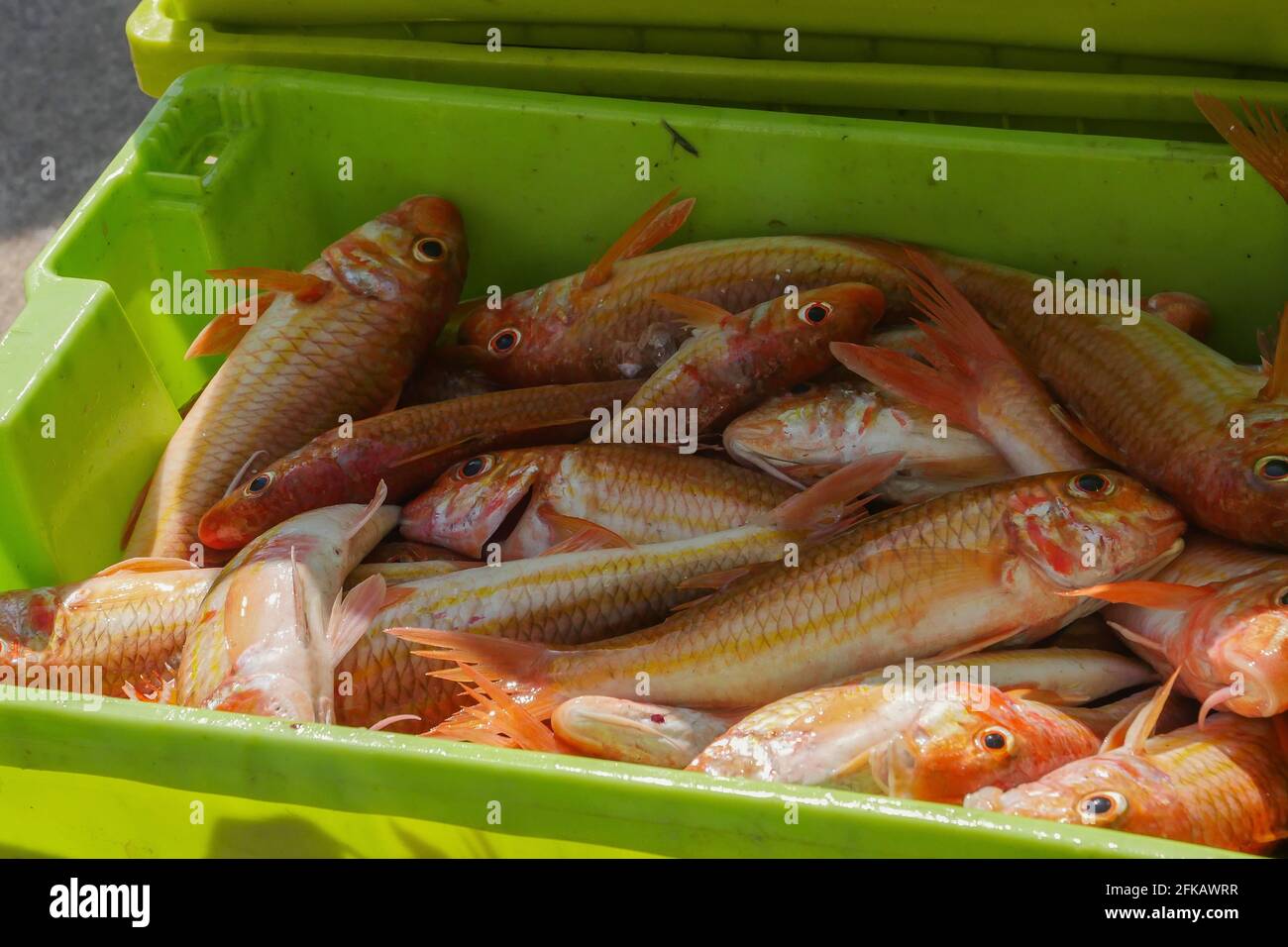 Fresh fish on box in port transferred by fishermen from the boat to the