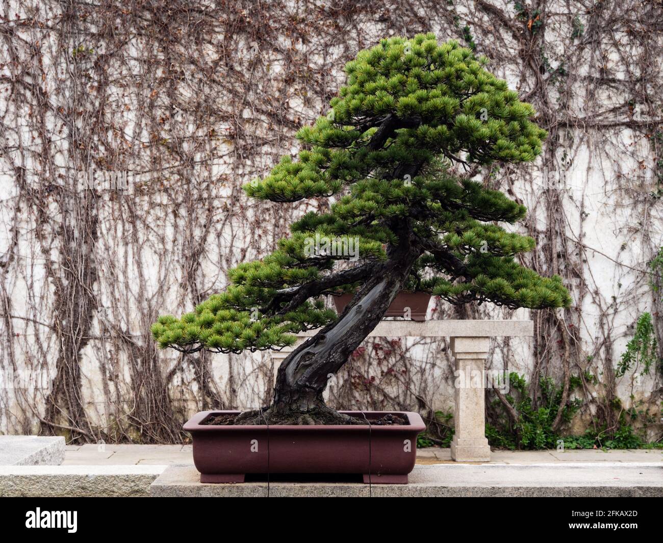 Bonsai tree in classical Chinese garden Stock Photo Alamy